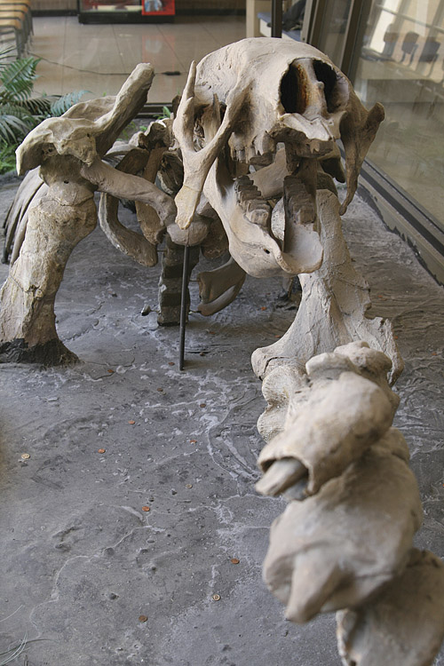 Giant Sloth